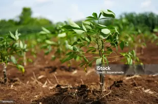 Inovação e Sustentabilidade: O Caminho da MCR Amidos