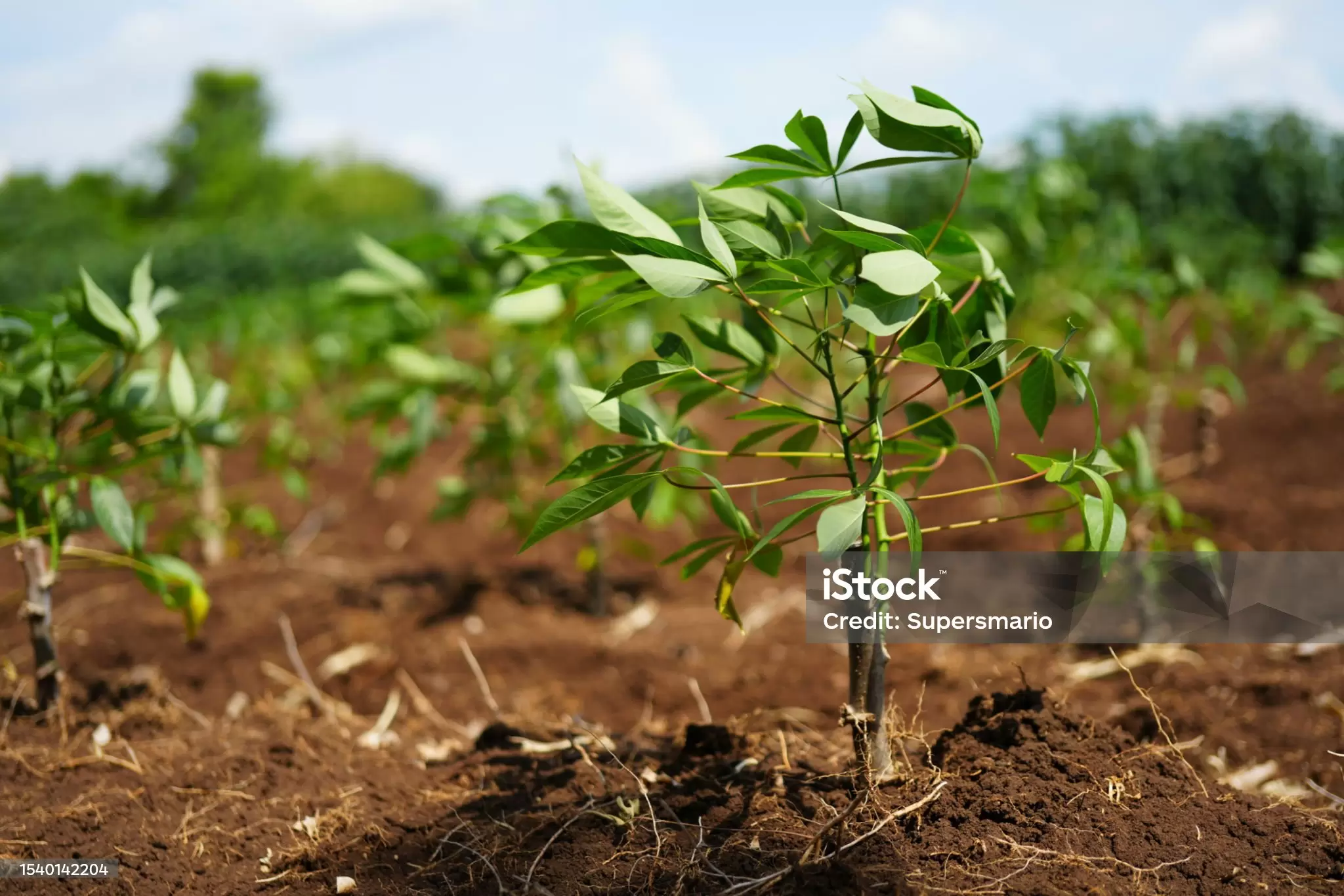 Amidos Modificados na Indústria Alimentícia: Aplicações e Benefícios